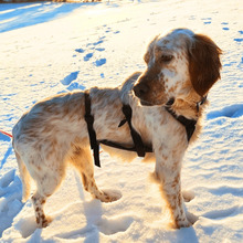 YOLE, Hund, English Setter in Grafenhausen - Bild 10