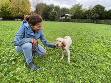 YOLE, Hund, English Setter in Grafenhausen - Bild 11