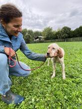 YOLE, Hund, English Setter in Grafenhausen - Bild 12