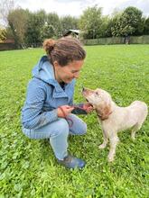 YOLE, Hund, English Setter in Grafenhausen - Bild 13