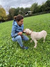 YOLE, Hund, English Setter in Grafenhausen - Bild 14