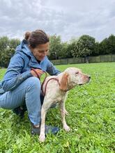 YOLE, Hund, English Setter in Grafenhausen - Bild 15