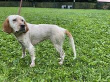 YOLE, Hund, English Setter in Grafenhausen - Bild 16