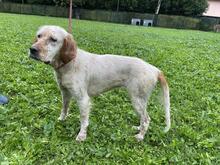 YOLE, Hund, English Setter in Grafenhausen - Bild 17