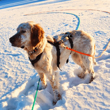 YOLE, Hund, English Setter in Grafenhausen - Bild 3