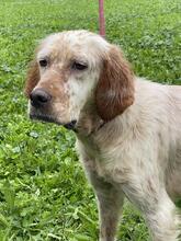 YOLE, Hund, English Setter in Grafenhausen - Bild 30