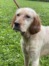 YOLE, Hund, English Setter in Grafenhausen - Bild 31