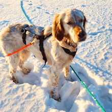 YOLE, Hund, English Setter in Grafenhausen - Bild 4