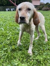 YOLE, Hund, English Setter in Grafenhausen - Bild 5