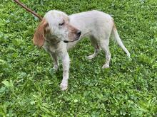 YOLE, Hund, English Setter in Grafenhausen - Bild 6