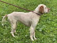 YOLE, Hund, English Setter in Grafenhausen - Bild 7