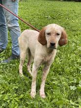 YOLE, Hund, English Setter in Grafenhausen - Bild 8