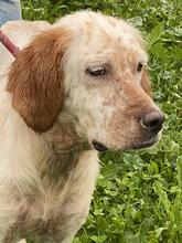 YOLE, Hund, English Setter in Grafenhausen - Bild 9