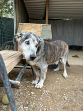 ARTHUR, Hund, Mischlingshund in Portugal - Bild 2