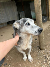 ARTHUR, Hund, Mischlingshund in Portugal - Bild 4