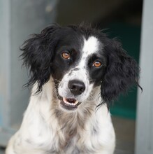 PEDRO, Hund, English Setter-Mix in Salzgitter - Bild 1