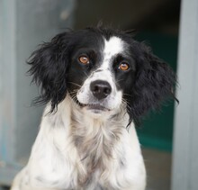 PEDRO, Hund, English Setter-Mix in Salzgitter - Bild 10