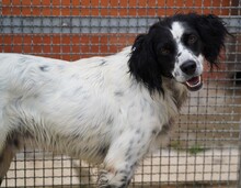 PEDRO, Hund, English Setter-Mix in Salzgitter - Bild 11