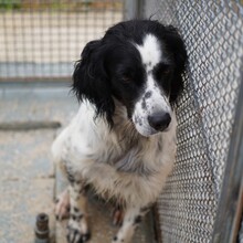 PEDRO, Hund, English Setter-Mix in Salzgitter - Bild 12