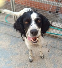 PEDRO, Hund, English Setter-Mix in Salzgitter - Bild 13