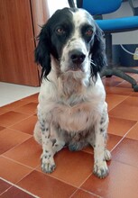 PEDRO, Hund, English Setter-Mix in Salzgitter - Bild 14