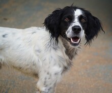 PEDRO, Hund, English Setter-Mix in Salzgitter - Bild 2