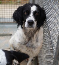 PEDRO, Hund, English Setter-Mix in Salzgitter - Bild 3