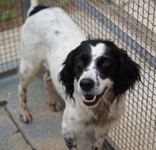 PEDRO, Hund, English Setter-Mix in Salzgitter - Bild 4