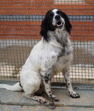 PEDRO, Hund, English Setter-Mix in Salzgitter - Bild 5