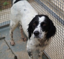 PEDRO, Hund, English Setter-Mix in Salzgitter - Bild 6