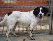 PEDRO, Hund, English Setter-Mix in Salzgitter - Bild 7