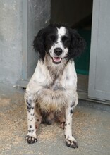 PEDRO, Hund, English Setter-Mix in Salzgitter - Bild 8