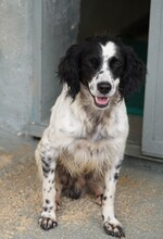 PEDRO, Hund, English Setter-Mix in Salzgitter - Bild 9