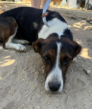 PINO, Hund, Mischlingshund in Portugal - Bild 3