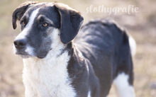 MILKO, Hund, Mischlingshund in Ziertheim - Bild 1