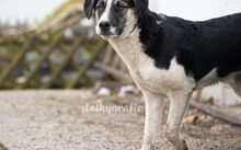 MILKO, Hund, Mischlingshund in Ziertheim - Bild 3