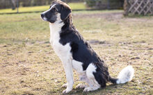 MILKO, Hund, Mischlingshund in Ziertheim - Bild 4