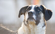 MILKO, Hund, Mischlingshund in Ziertheim - Bild 5