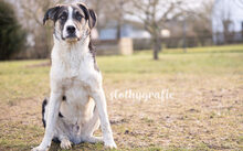 MILKO, Hund, Mischlingshund in Ziertheim - Bild 6