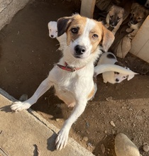 MAJVI, Hund, Mischlingshund in Griechenland - Bild 2