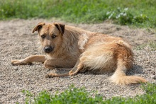 BRENDA, Hund, Mischlingshund in Rumänien - Bild 3