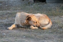 BRENDA, Hund, Mischlingshund in Rumänien - Bild 5