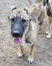 LILY, Hund, Herdenschutzhund-Mix in Kroatien - Bild 1