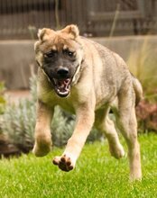 LILY, Hund, Herdenschutzhund-Mix in Kroatien - Bild 10