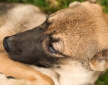 LILY, Hund, Herdenschutzhund-Mix in Kroatien - Bild 11