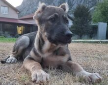 LILY, Hund, Herdenschutzhund-Mix in Kroatien - Bild 12