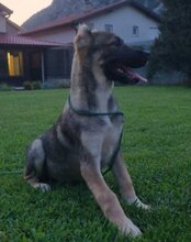 LILY, Hund, Herdenschutzhund-Mix in Kroatien - Bild 13