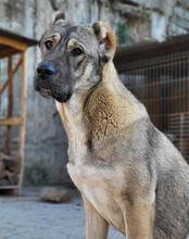 LILY, Hund, Mischlingshund in Kroatien - Bild 1