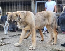 LILY, Hund, Mischlingshund in Kroatien - Bild 10