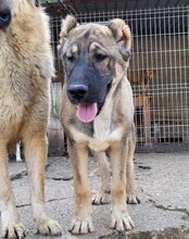 LILY, Hund, Mischlingshund in Kroatien - Bild 11